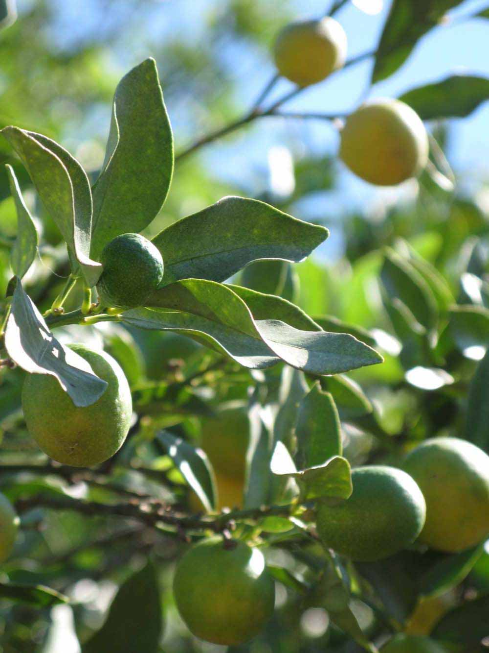              Sun leaves (Winter Haven, FL)       